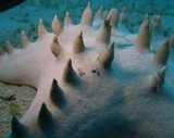 Protoreaster nodosus knobby sea star New Caledonia white starfish