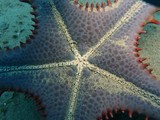 Protoreaster nodosus horned sea starfish New Caledonia marine fauna