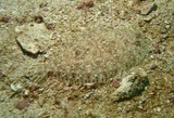 Deep flounder - Oman - mussandam - pearl island