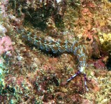 Pteraeolidia ianthina Angas common aeolid specie clusters body colour pale dark purple New Caledonian nudibranch picture