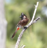 Pycnonotus cafer bulbul à ventre rouge Moorea Polynésie oiseau