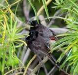 Pycnonotus cafer Espèce invasive Nouvelle-Calédonie bulbul à ventre rouge oiseaux