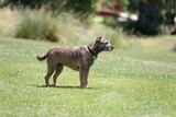 Canis lupus familiaris happy dog New Zealand 