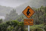 Panneau Pingouin qui traverse la route Nouvelle-Zélande