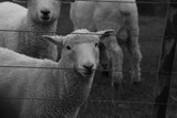 Sheep Farming New Zealand North Island