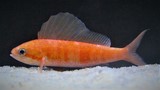 Rabaulichthys squirei Southern Sailfin Anthias New Caledonia
