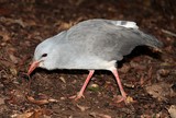 Rhynochetos jubatus Oiseau endémique de Nouvelle-Calédonie  incapable de voler couleur grisâtre