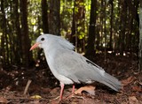 Rhynochetos jubatus Kagu bird bluish-grey bird endemic to the dense mountain forests of New Caledonia