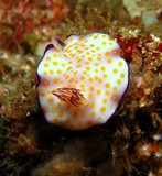 beautiful risbecia - Oman sea - mussandam - octopus rock