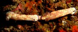 beautiful risbecia nudibranch oman musandam