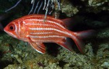 SARGOCENTRON RUBRUM poisson rouge de la mer d'oman red fish from oman sea diving musandam 