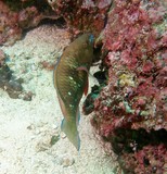 poisson oman dibba corail perroquet du golfe