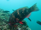 Gulf parrotfish musandam oman diving dibba octopus rock