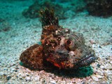 Poisson scorpion - Mer d'Oman - Pearl Island