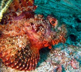 Bearded scorpionfish- mer oman - ras lima - mussandam