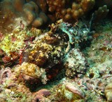 Poisson scorpion - Oman - Musandam - Octopus Rock