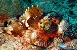 Whiteblotched scorpionfish - Oman Sea