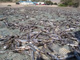 Sultanat d'Oman Dibba Anchois au séchage dry fish musandam anchovy sun 