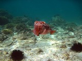 Pharao cuttlefish - Oman sea