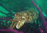 Pharaoh Cuttlefish - Oman sea - Ras lima
