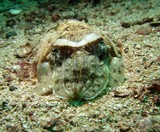 Pharaoh Cuttlefish - Oman sea - Pearl Island