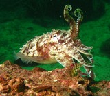 Pharao cuttlefish oman sea squid musandam oman