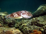 Sepia pharaonis Pharao cuttlefish Oman sea
