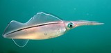 bigfin reef squid - oman - mussandam - pearl island