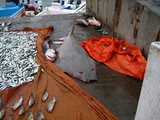 Pêche aux Requins Ailerons marché aux poissons Dibba Sultanat d'Oman