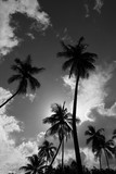 Cocotier sous le soleil nuages contre jour Moorea Tahiti Polynésie Française
