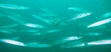 Sawtooth barracuda - oman - mussandam - ras marovi