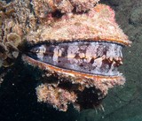 spondyle varius New Caledonia molusc shell 