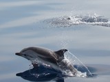 Dauphin bleu et blanc Stenella striata Delphin listado Méditerranée camera picture foto