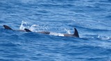 Dauphin commun dauphin rayé dauphin bleu-blanc Méditerranée france carry-le-rouet
