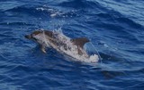 Dauphin commun Striped dolphin streaker dolphin Méditerranée marseille picture from a boat