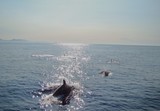 Dauphin commun Blauweisser Delphin Streinfendelphin Méditerranée france sun swim whale