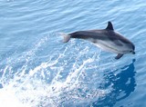bébé dauphin bleu et blanc sautant hors de l'eau Méditerranée photograpie animaliere