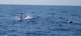 saut dauphin commun Dauphin bleu et blanc Méditerranée poisson krill 