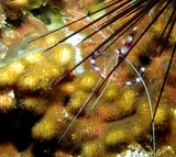 shrimp dibba STENOPUS HISPIDUS crevette nettoyeuse diba diving musandam