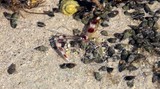 Stenopus hispidus crevette pince nettoyeuse lagon de poé image sous-marine Nouvelle-Calédonie plongée