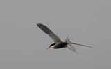 vol d'une sterne a Abu Dhabi Common Tern Sterna hirundo seabird tern family Sternidae bird watching