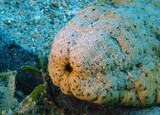 Stichopus herrmanni bêche de mer curry Nouvelle-Calédonie holothurie