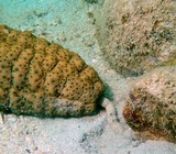 Stichopus herrmanni holothurie d'Herrmann Nouvelle-Calédonie identification faune sous-marine