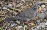 Spotted Dove Spilopelia chinensis New Caledonia Bird
