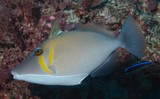 Sufflamen bursa Baliste carène poisson Nouvelle-Calédonie lagon plongée
