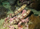Variegated lizardfish - Mussandam - Ormuz strait - Sultanate of man Poisson-lézard bigarré, anoli bigarré, poisson-lézard tacheté, variegated lizardfish, reef lizardfish