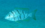 Gymnocranius oblongus Nouvelle-Calédonie bossu blanc