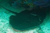 Taeniurops meyeni blotched fantail ray Oman Mussandam Ras Marovi