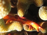 Coral Crab - Sultanate of oman