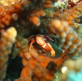 TETRALIA CAVIMANA - crabe tetra bunatre - Oman Sea
